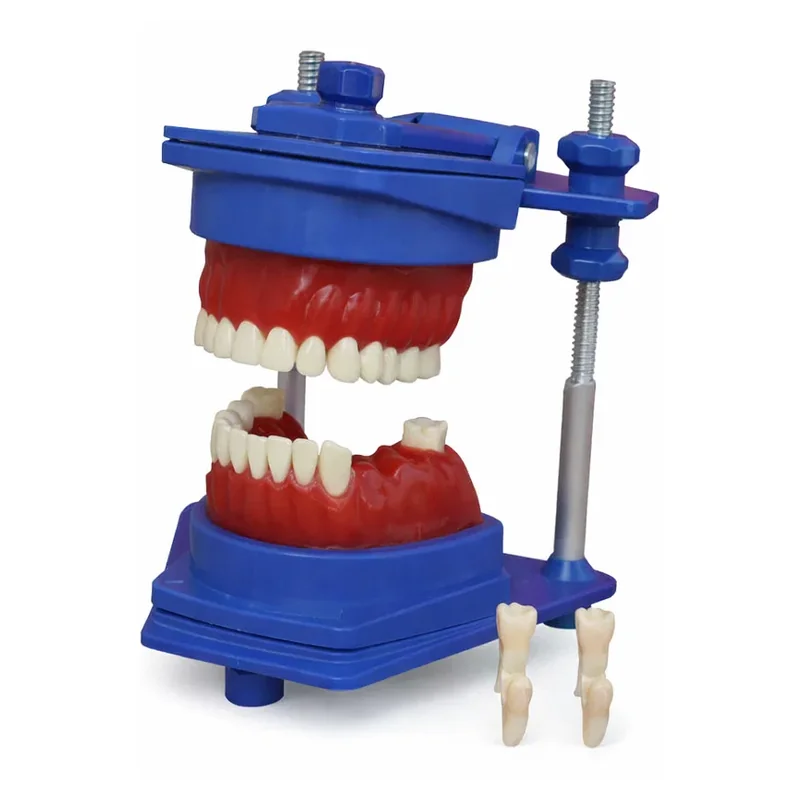 El Tipodón MAC con boca de cera y dientes acrílicos — Ortodoncia en Lima, Perú